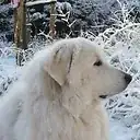 Babou, aka 'My Patou' ... always available whenever it's "Time for a walk!" ...